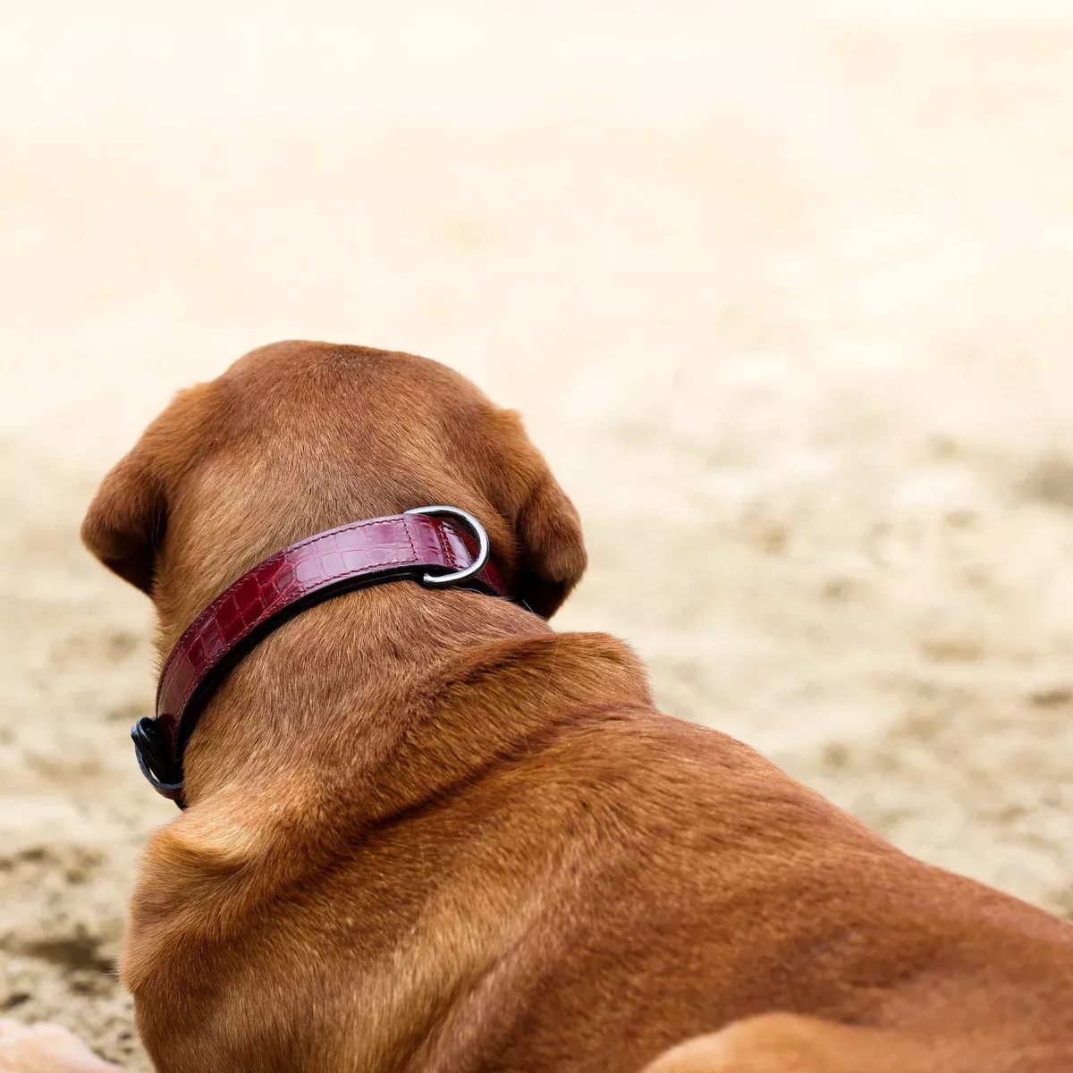 Halter Ego Breanna Red Croc Leather Dog Collar