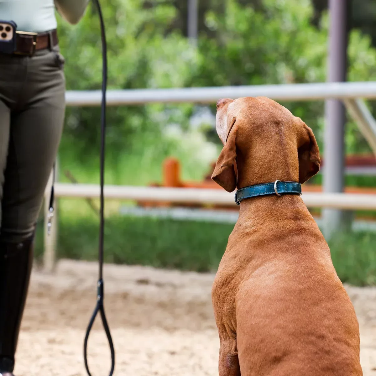 Halter Ego Metallic Teal Croc Leather Dog Collar
