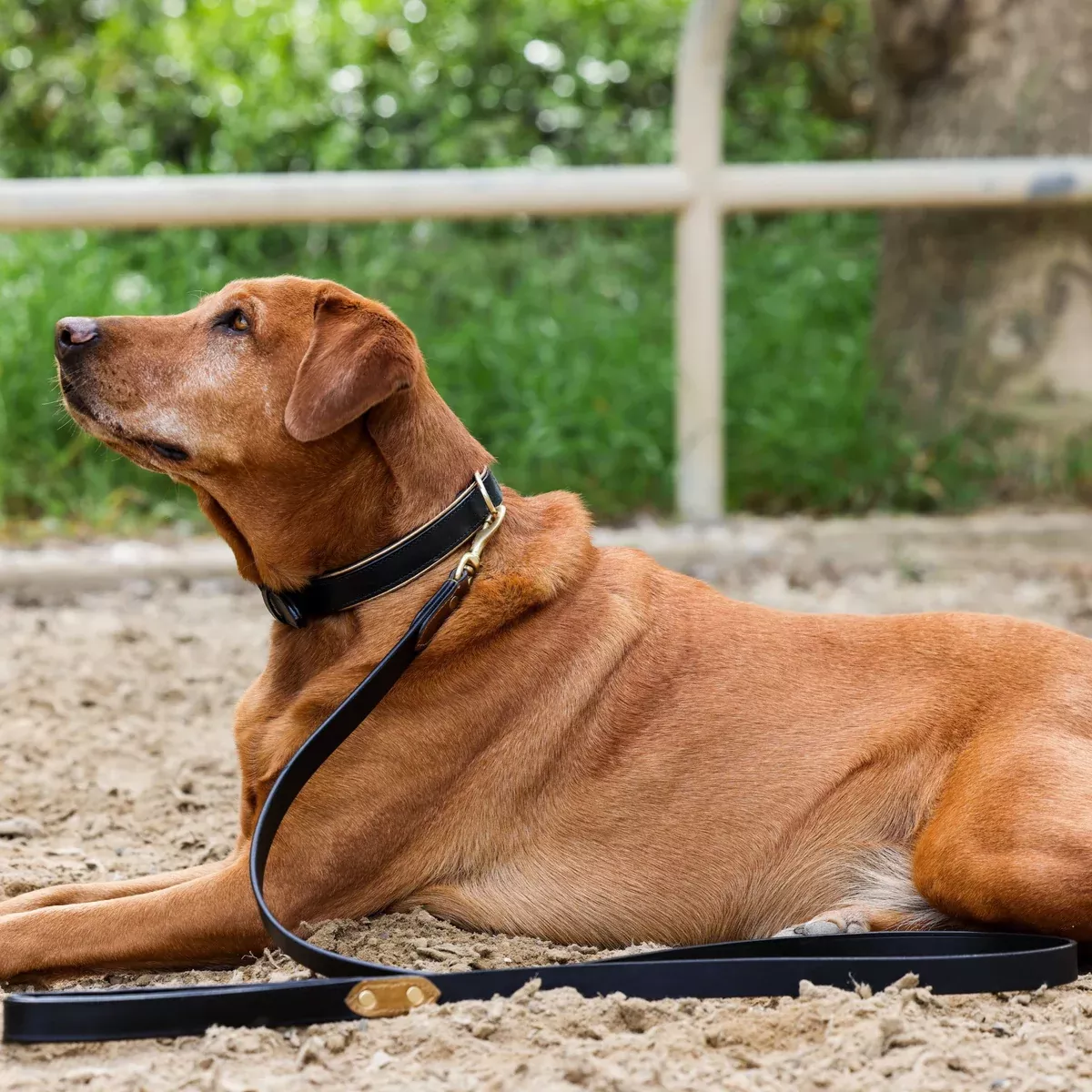 Halter Ego Milan - Black Leather & Burnished Gold Trim Dog Collar
